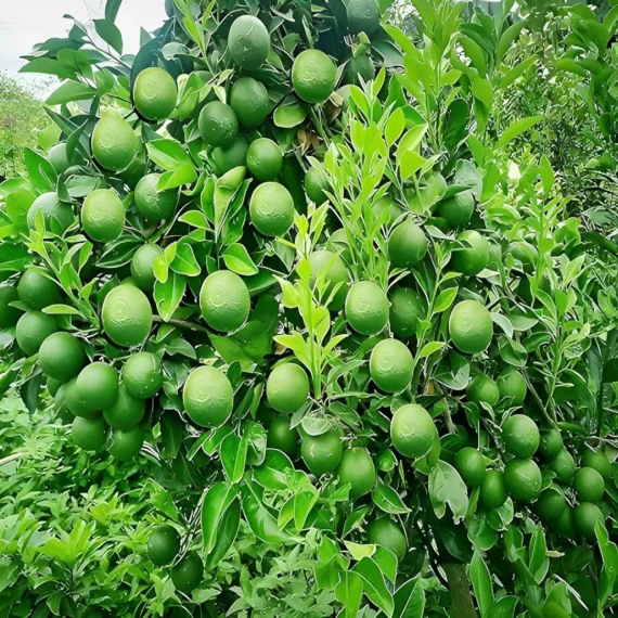 Bangladesh Sweet Bari1 Malta Lemon Organic Fruit Plant