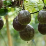 Passion Fruit Climbing Live Plant