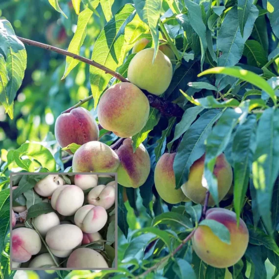 Prabhat Peach Grafted Fruit Live Plant