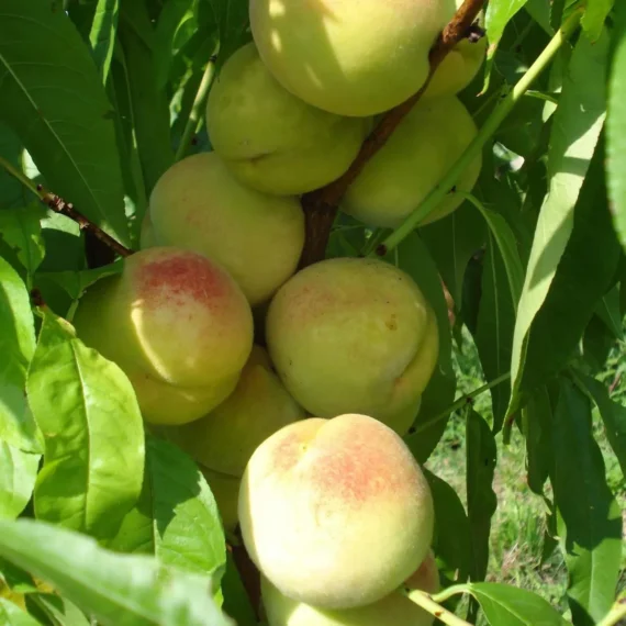 Prabhat Peach Grafted Fruit Live Plant