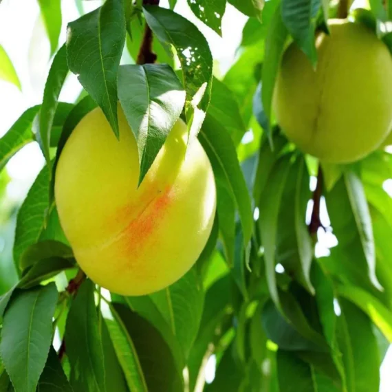 Prabhat Peach Grafted Fruit Live Plant