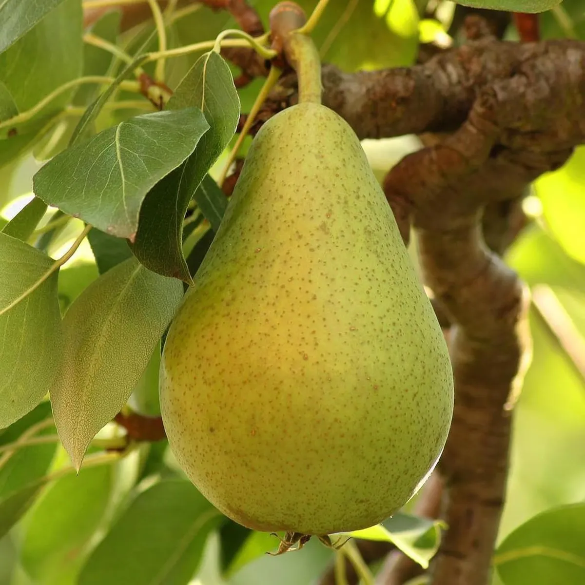 Babugosha Pear Pyrus Communis Nashpati Layering/Grafted Fruit Live Plant