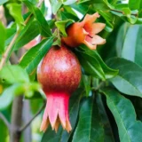 Super Bhagwa Pomegranate Anar Layering/Grafted Fruit Live Plant