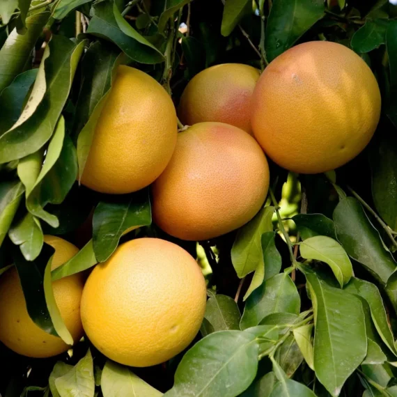Golden Honey Pomelo Grapefruit Jambura Caint Chakotra Batabi Lebu Kambili Naranga Grafted Fruit Live Plant