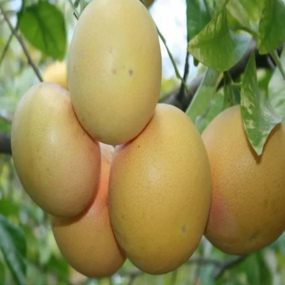 Golden Honey Pomelo Grapefruit Jambura Caint Chakotra Batabi Lebu Kambili Naranga Grafted Fruit Live Plant