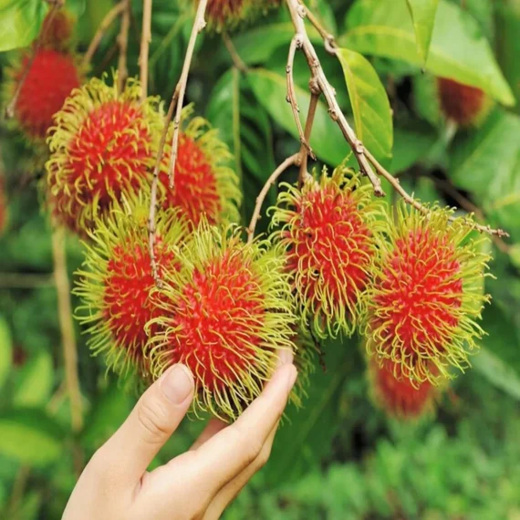 KGIO Rambutan Grafted Fruit Live Plant