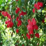 KGIO Rambutan Grafted Fruit Live Plant