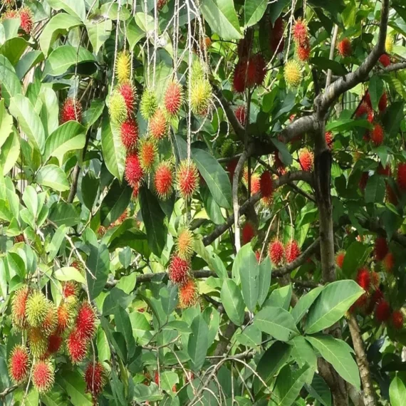 KGIO Rambutan Grafted Fruit Live Plant