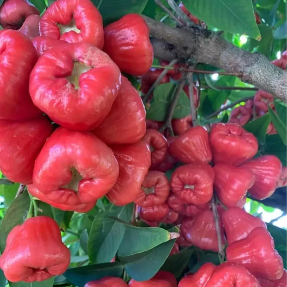 Red Wax Apple Water Fruit Live Plant