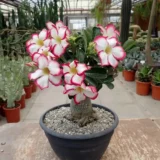 Adenium Vibrant Colour Desert Rose Plant