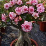 Adenium Vibrant Colour Desert Rose Plant
