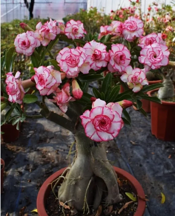 Adenium Vibrant Colour Desert Rose Plant