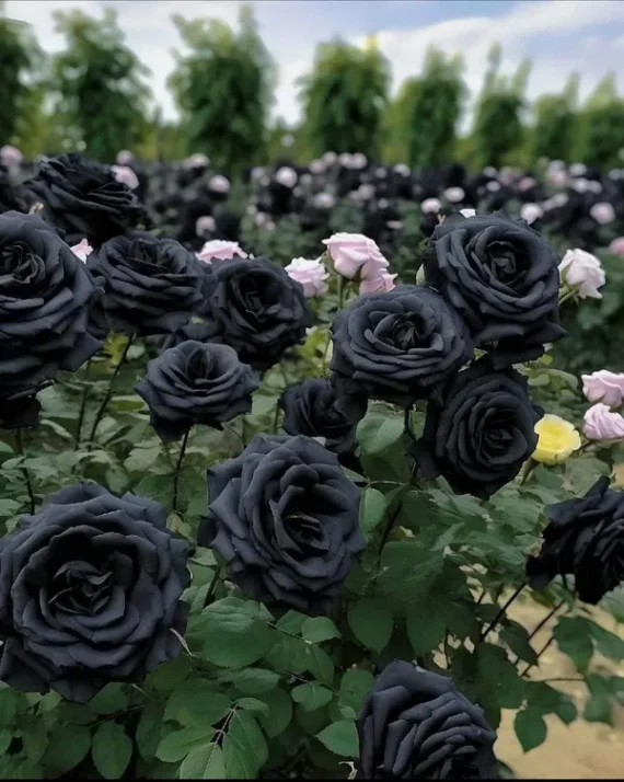 Rare Black Rose Plant I Hybrid Crafting Plant