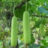 Bottle Gourd Summer Special - Desi Vegetable Seeds