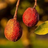 Miami Red Avocado Butter Fruit Grafted Live Plant
