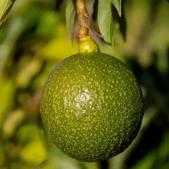 Monroe Round Avocado Butter Fruit Grafted Live Plant