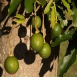 Monroe Round Avocado Butter Fruit Grafted Live Plant