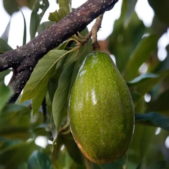 Seedling Avocado Butter Fruit Live Plant