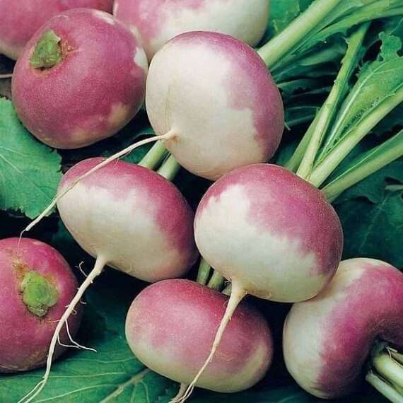 Turnip Purple Top - Desi Vegetable Seeds