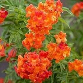 Tecoma (Shrub, Orange) - Fresh Organic Flower Plant