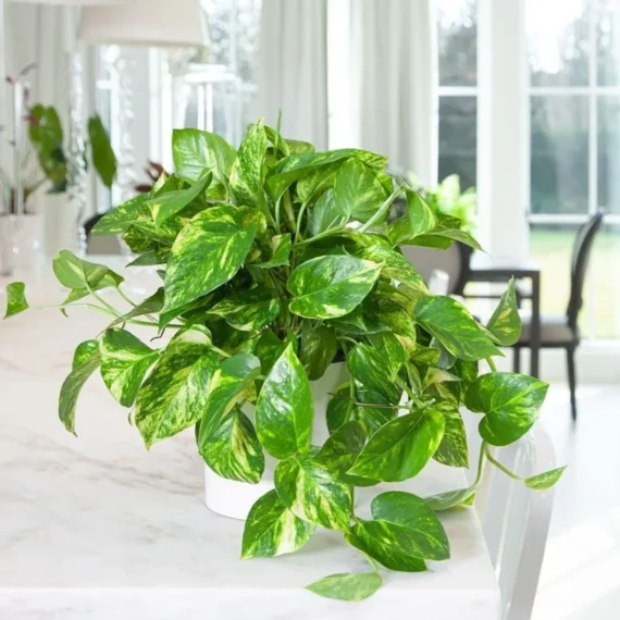 Money Plant Indoor Plant