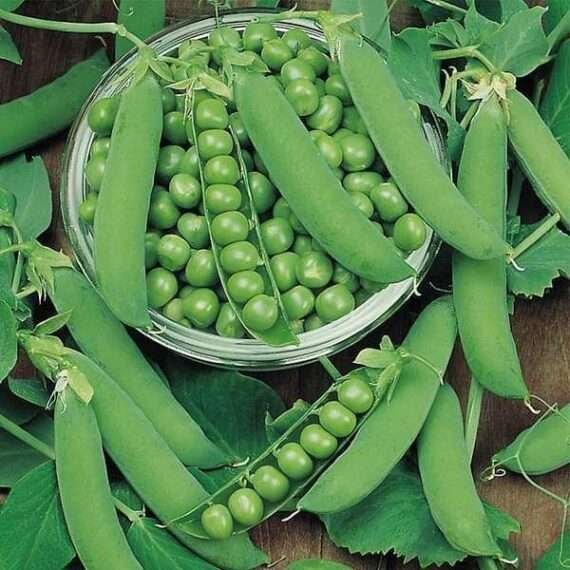 Peas PV 10 - Desi Vegetable Seeds