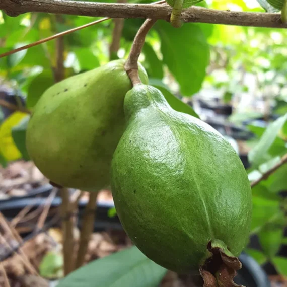 Mexican Cream Guava Amrood Layering/Grafted Fruit Live Plant