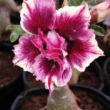 Rare Adenium Desert Rose Plant Combo Pack Of 4