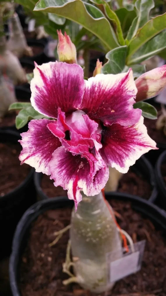 Rare Adenium Desert Rose Plant Combo Pack Of 4
