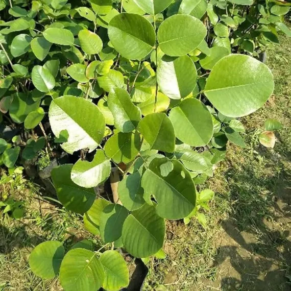 Red Sandalwood Chandan Avenue Live Plant