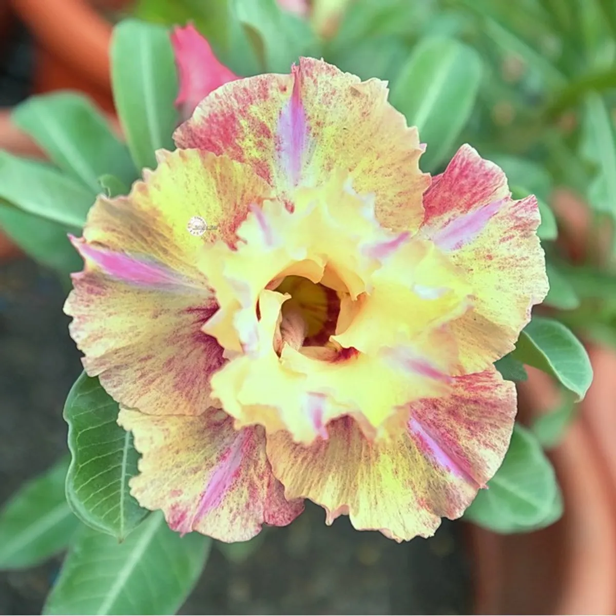 Adenium Desert Rose Plant