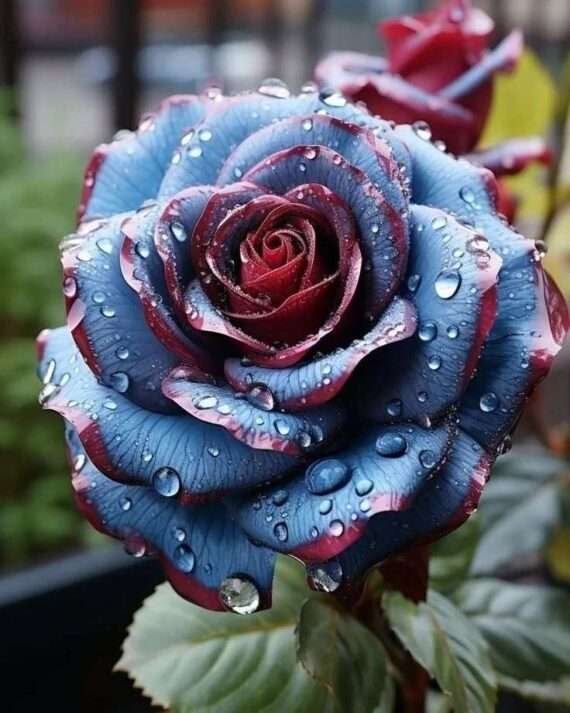 Special Rose Plant Imported YT6