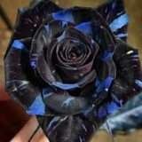 Special Rose Plant Imported YT20