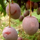 Apple Mango Aam Grafted Live Plant