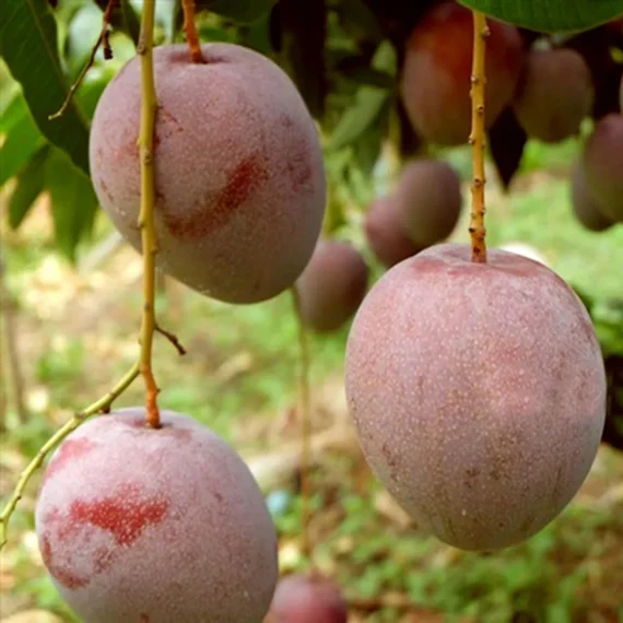 Apple Mango Aam Grafted Live Plant