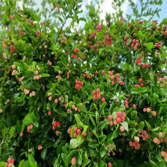 Karonda Carissa Carandas Cherry Cherries, Koromcha Live Plant