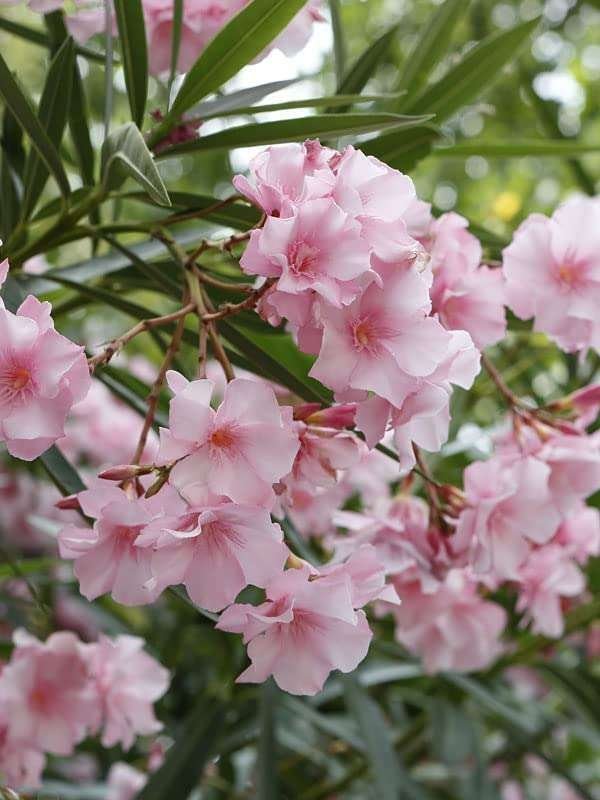 Kaner, Nerium Oleander (Pink Color) Fresh Organic Flower Plant