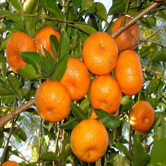 Honey Murcott Orange Santra Grafted Fruit Live Plant