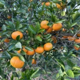 Honey Murcott Orange Santra Grafted Fruit Live Plant