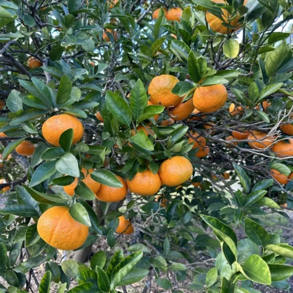 Honey Murcott Orange Santra Grafted Fruit Live Plant