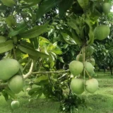 Bangladesh Haribhanga Mango Aam Grafted Fruit Live Plant