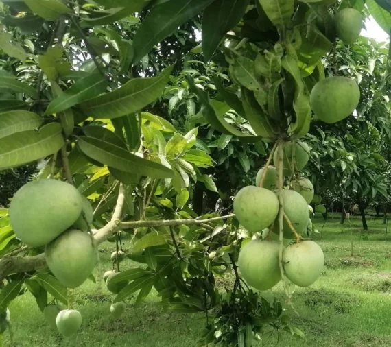 Bangladesh Haribhanga Mango Aam Grafted Fruit Live Plant