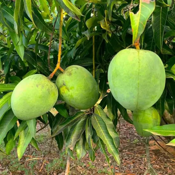 Bangladesh Haribhanga Mango Aam Grafted Fruit Live Plant