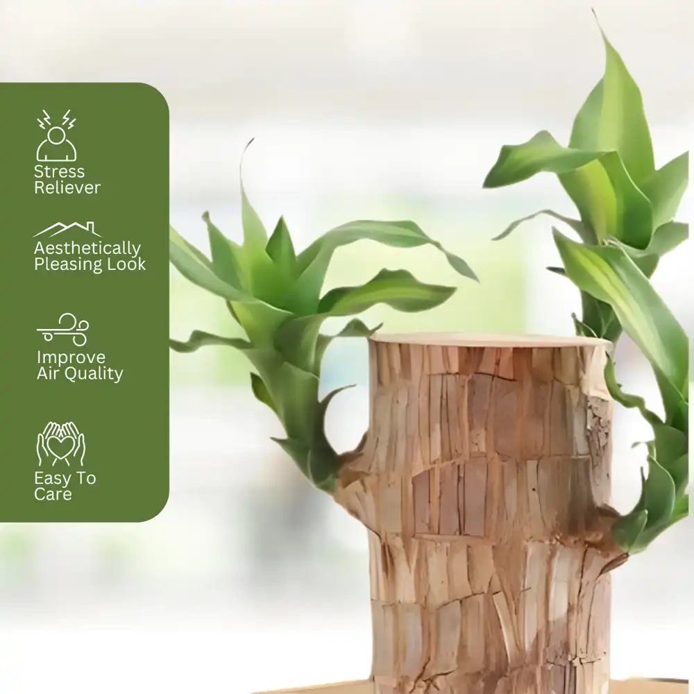 Brazilian Lucky Wood Plant (1pc) - Image 2