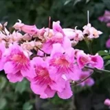Tecoma (Shurb, Pink) - Fresh Organic Flower Plant