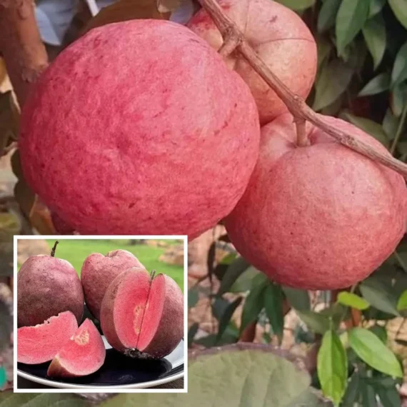 Black Diamond Guava Organic Fruit Plant