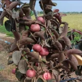 Black Diamond Guava Organic Fruit Plant