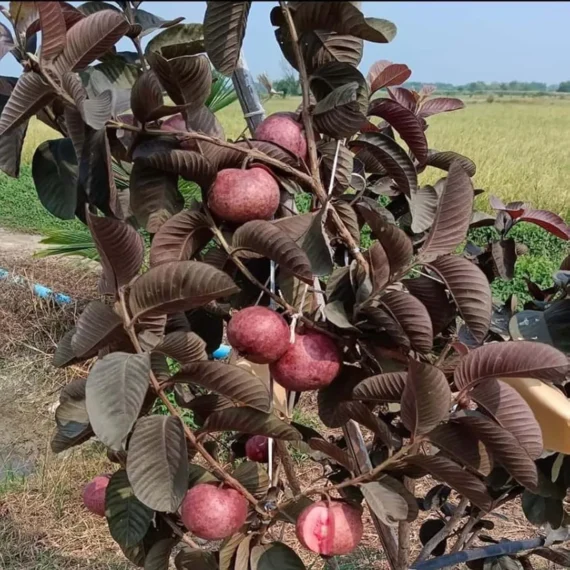 Black Diamond Guava Organic Fruit Plant