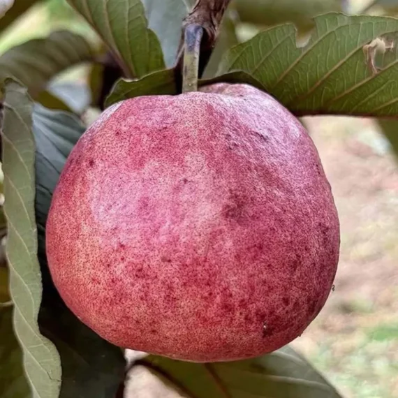 Black Diamond Guava Organic Fruit Plant