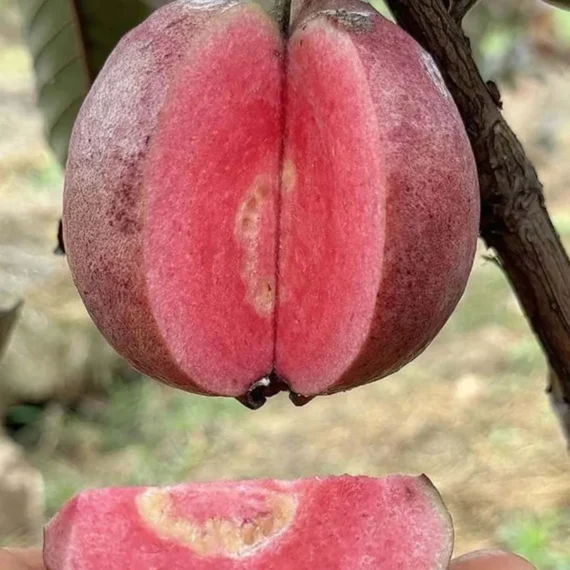Black Diamond Guava Organic Fruit Plant